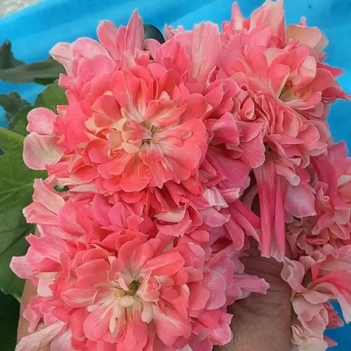 Pelargonium 'LiA Milagros' - Pelargoon 'LiA Milagros' P9/0,55L 